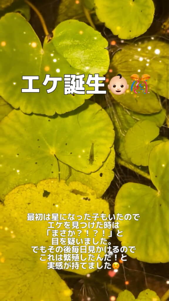 中央にエビの赤ちゃん