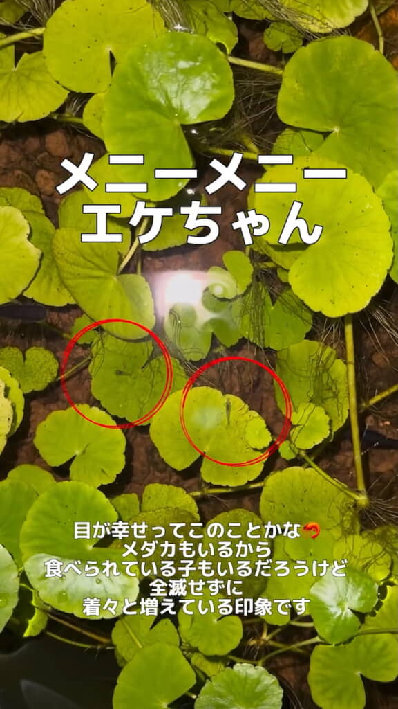 ベビーラッシュとなる