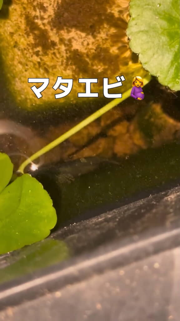 卵を抱き抱えた個体も