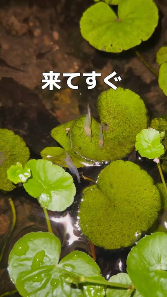 最初の頃は乳白色だった