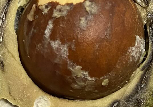 買った翌日のアボカドを食べようとしたら……