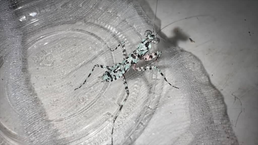 頭はカマキリ、体はゴキブリなキノカワカマキリ