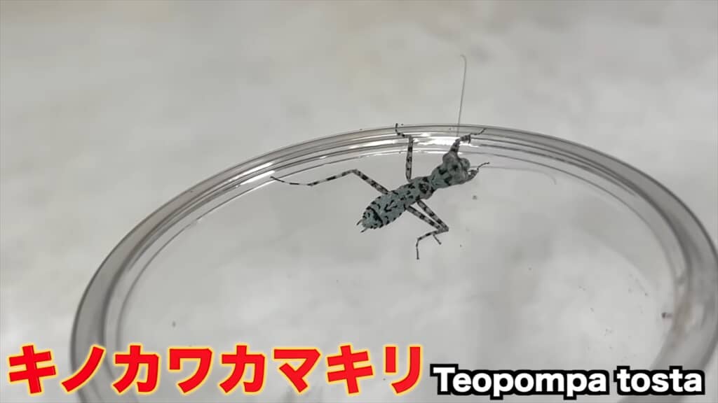 頭はカマキリ、体はゴキブリなキノカワカマキリ