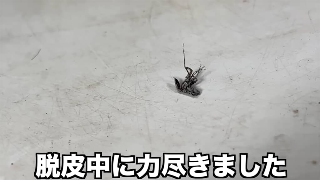 頭はカマキリ、体はゴキブリなキノカワカマキリ