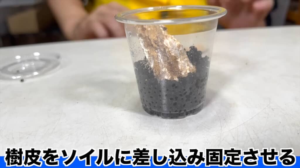 頭はカマキリ、体はゴキブリなキノカワカマキリの安全な飼育法