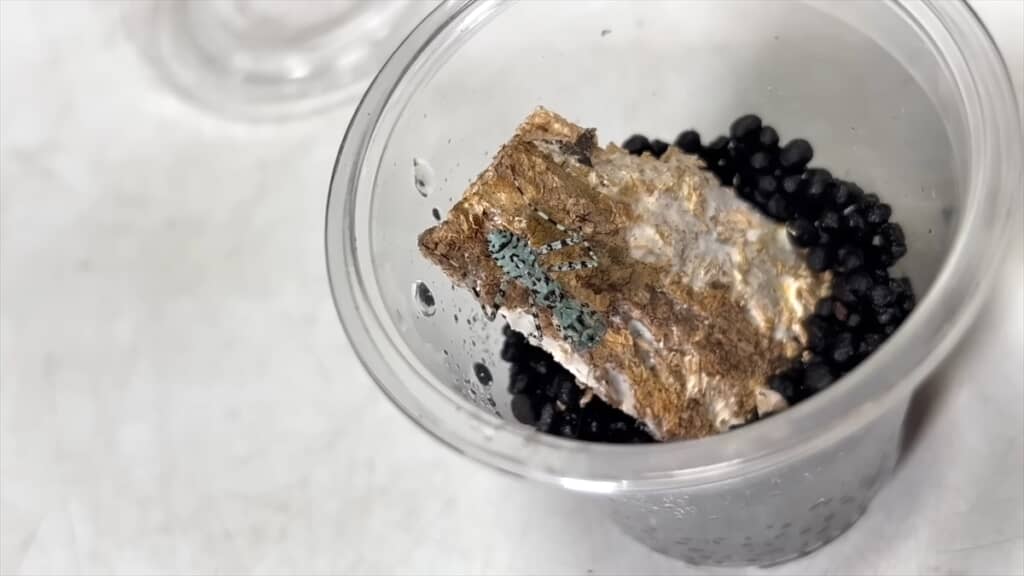 頭はカマキリ、体はゴキブリなキノカワカマキリ