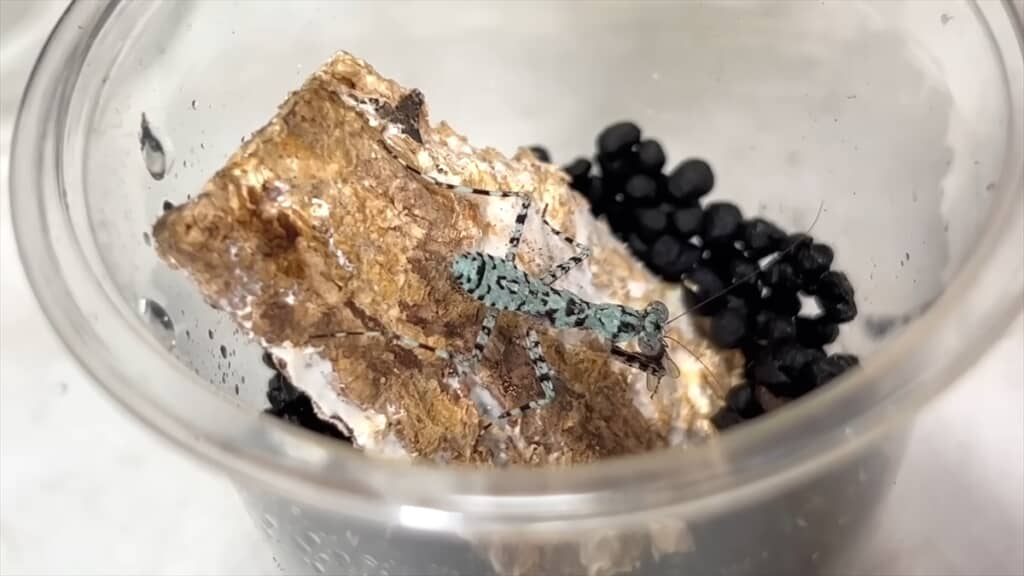 頭はカマキリ、体はゴキブリなキノカワカマキリ