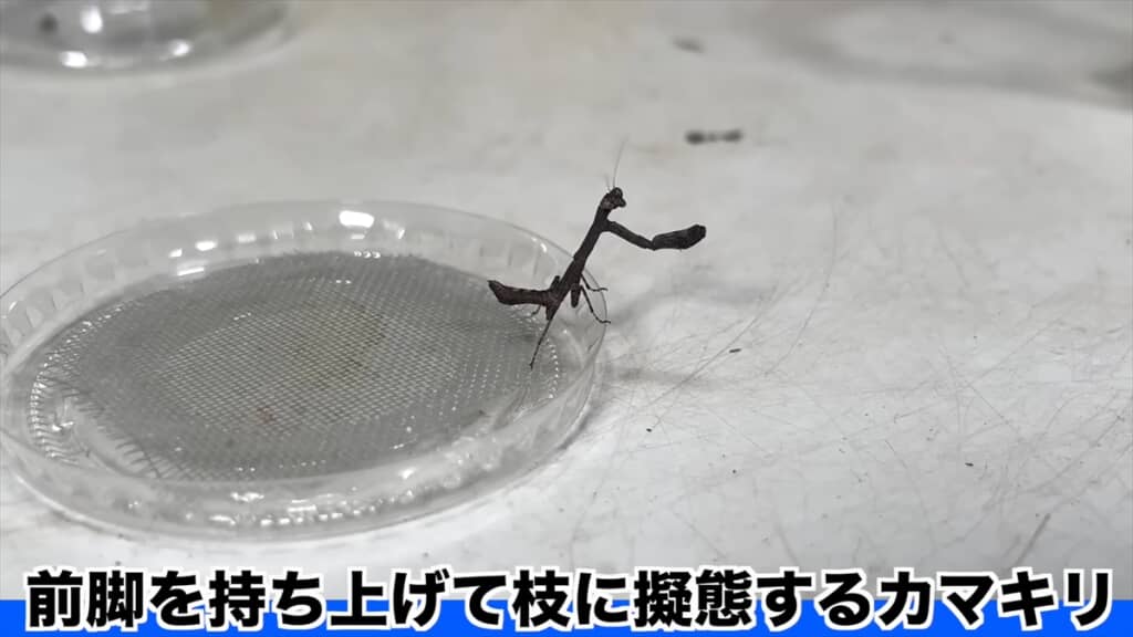 エダカマキリ