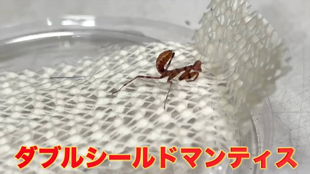 ダブルシールドマンティス