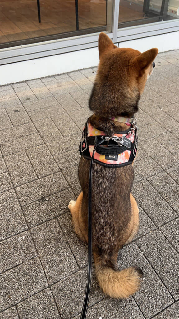 これは珍しい！