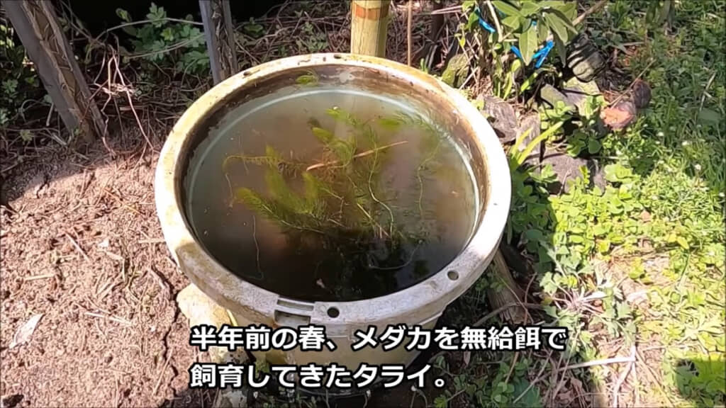 夏が過ぎ季節は秋に