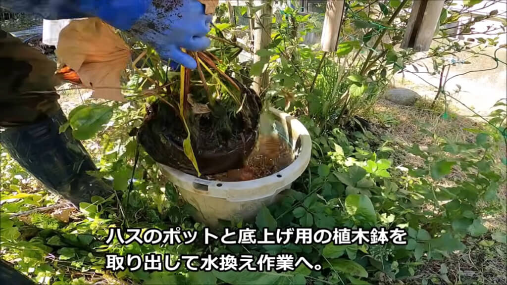 ハスが無時給飼育の要