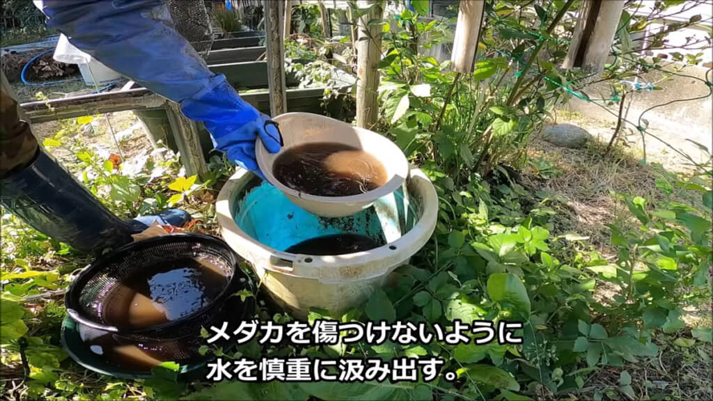 いよいよメダカとのご対面のとき