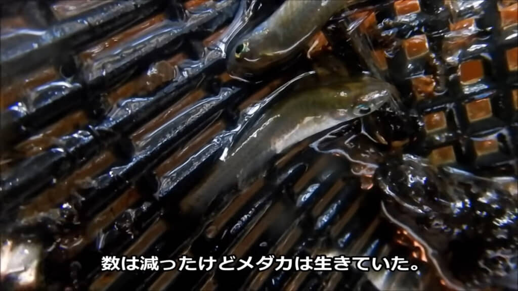 生きていたー！