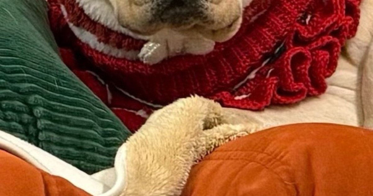 妻が会社の忘年会に参加→夫が送ってきたのは……「これは」　思わず早く帰りたくなる光景に「パパさんの作戦!?」（1/2） | 犬 ねとらぼ