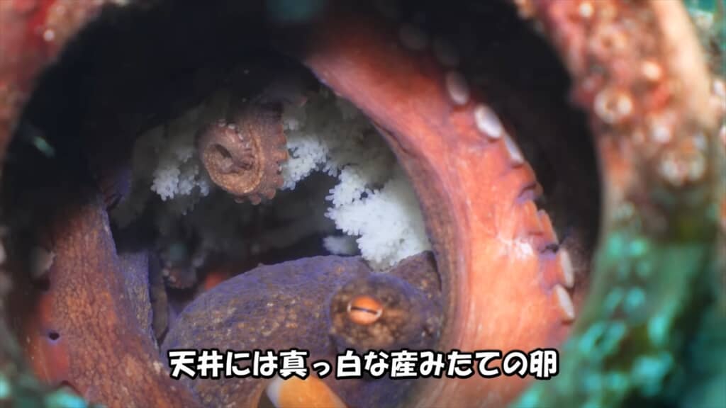 タコ壺に卵を産んだ母タコの子育て