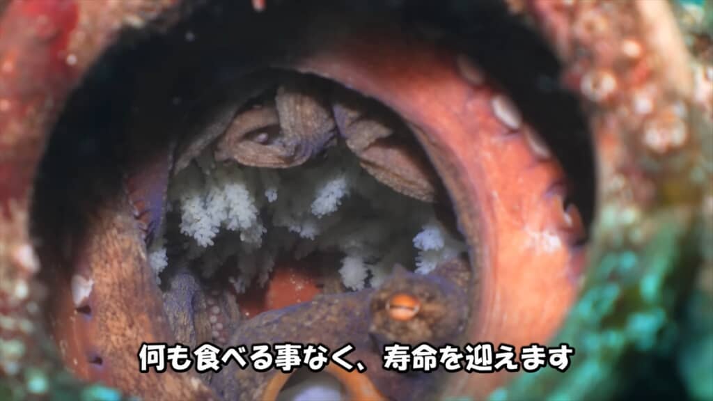タコ壺に卵を産んだ母タコの子育て
