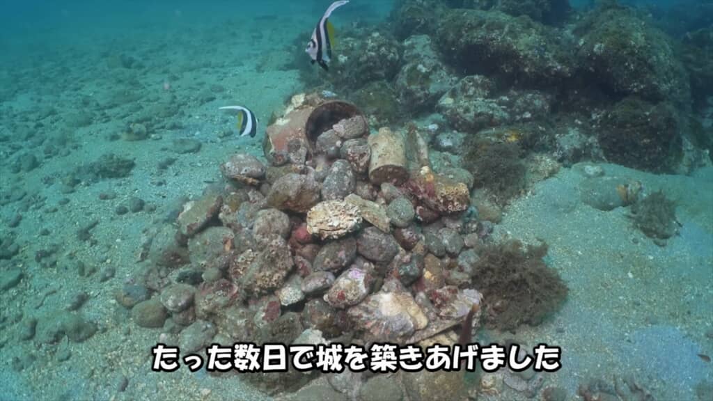 タコ壺に卵を産んだ母タコの子育て