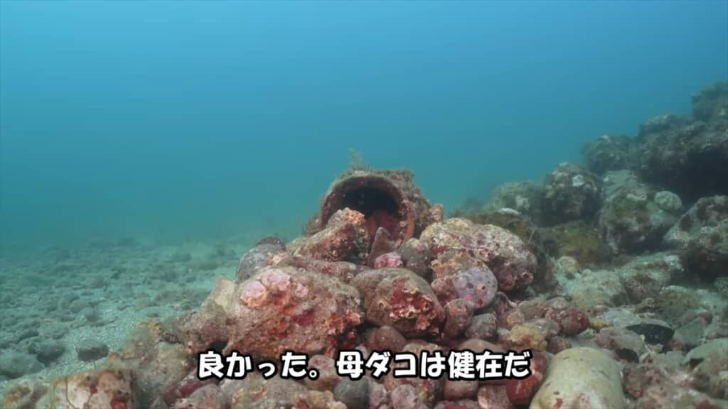 タコ壺に卵を産んだ母タコの子育て