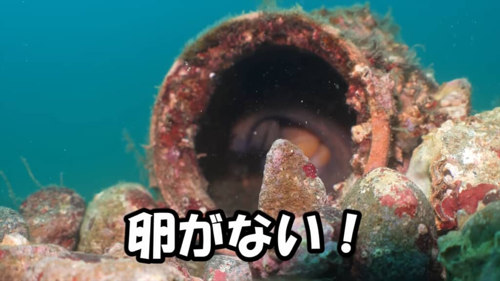 タコ壺に卵を産んだ母タコの子育て