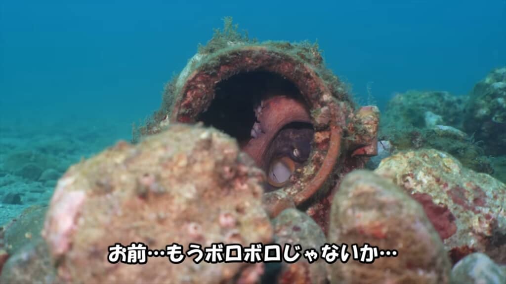 タコ壺に卵を産んだ母タコの子育て