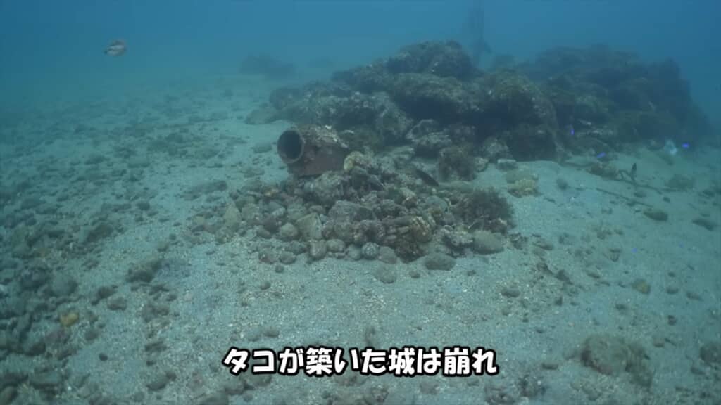 タコ壺に卵を産んだ母タコの子育て