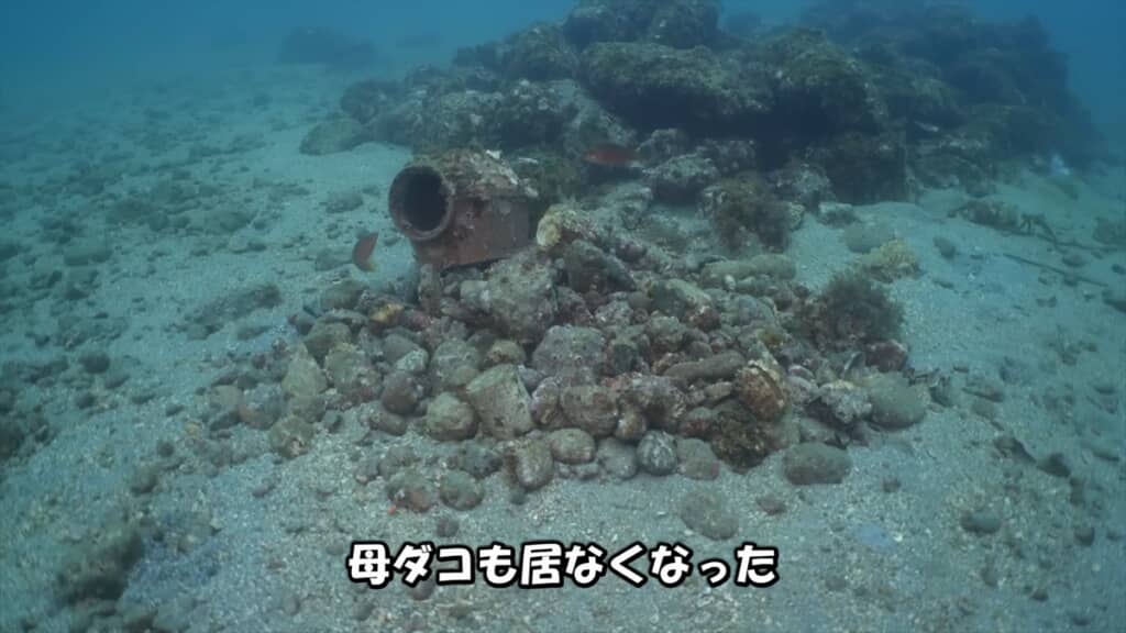 タコ壺に卵を産んだ母タコの子育て