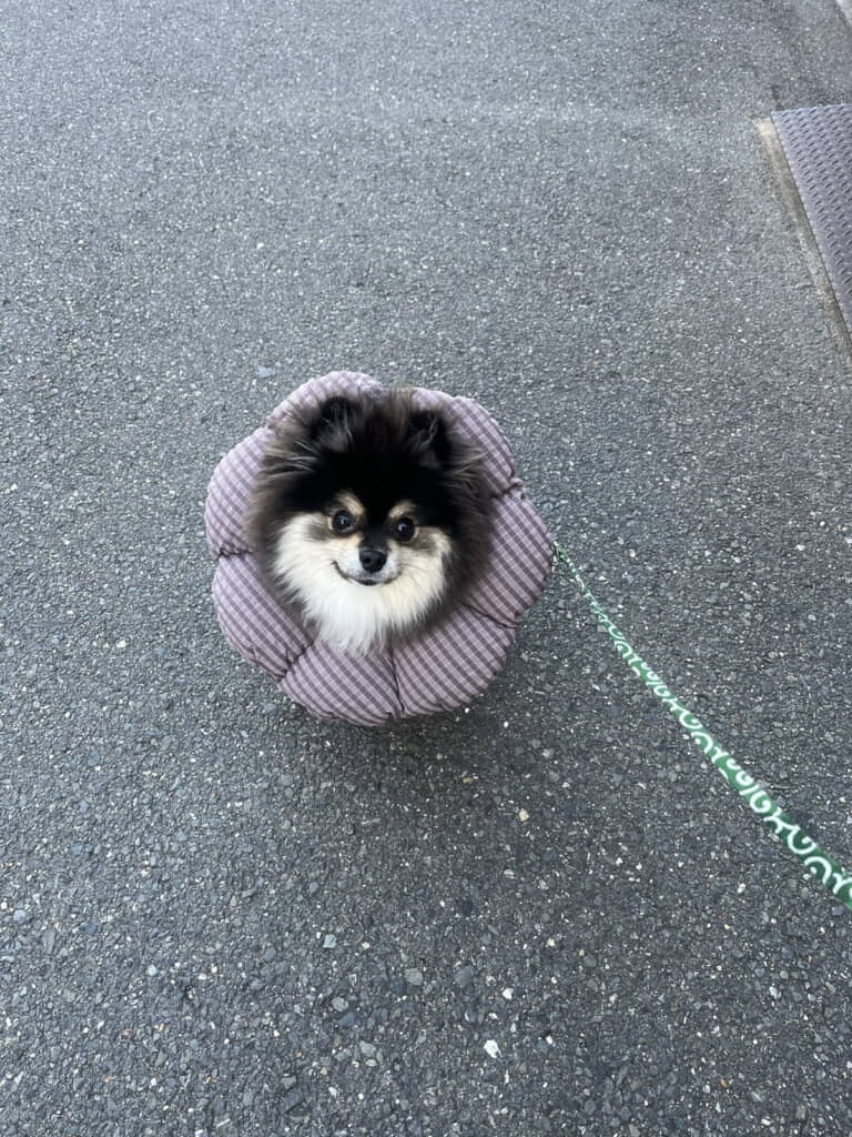 ポンデリングちゃん？