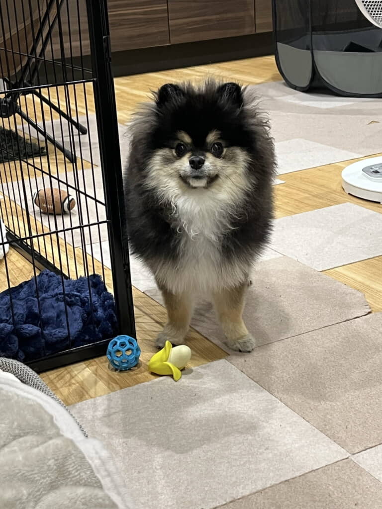 絶対に遊びたくなる瞳