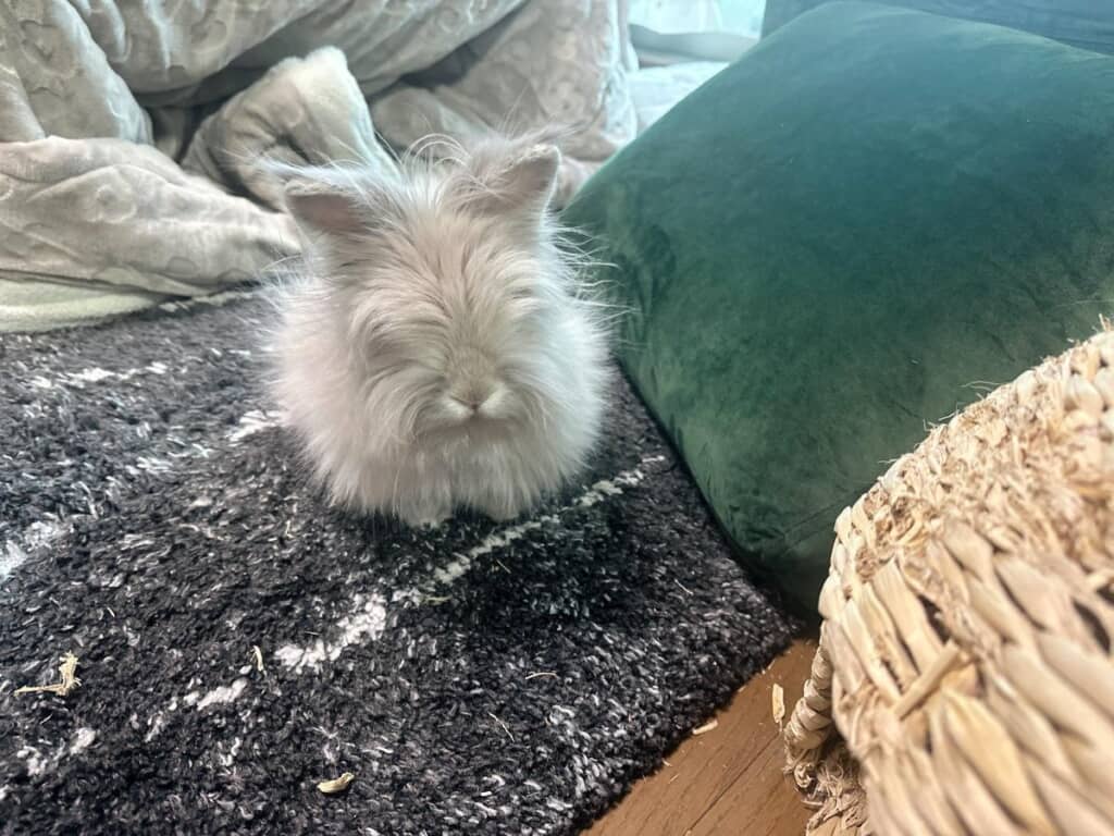 静電気で体毛がパヤパヤに毛羽立ったポチくん