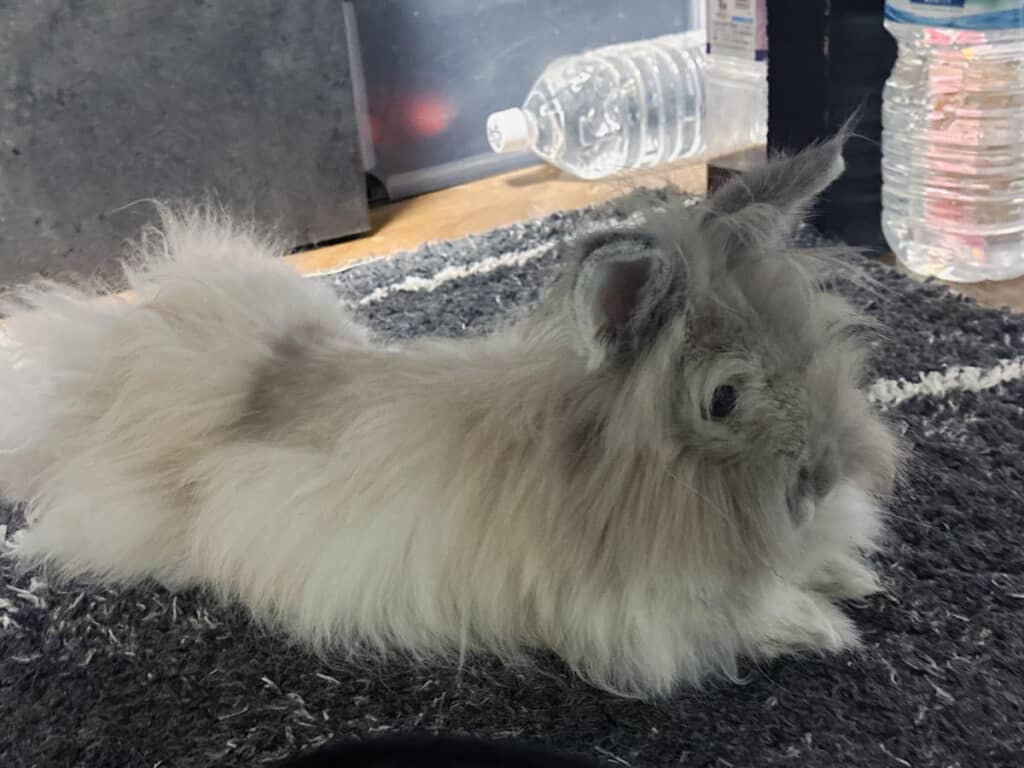 お目々もしっかりあります