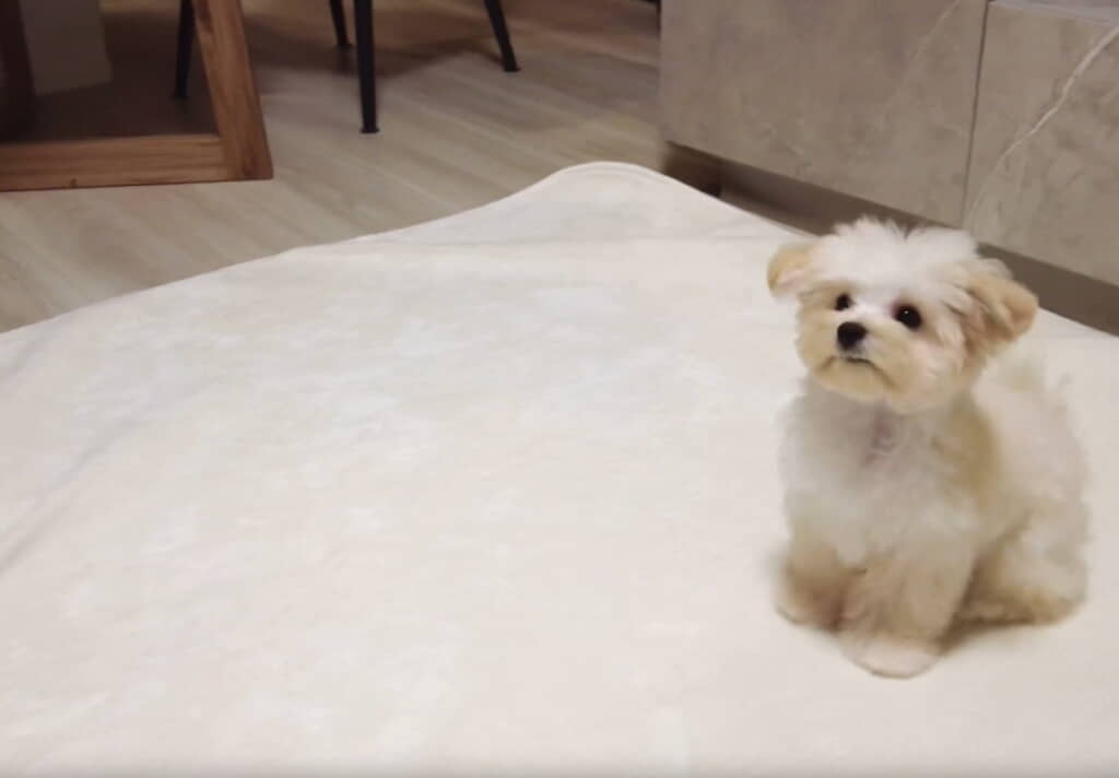 ビシッとお座り