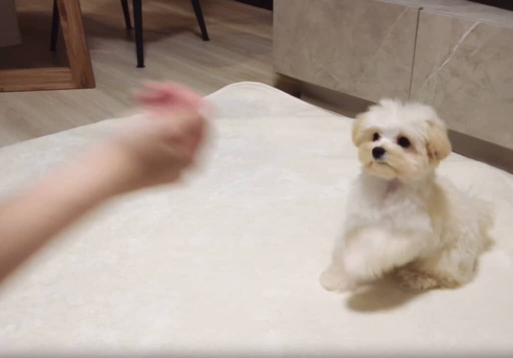 通常の「お手」をすると思いきや