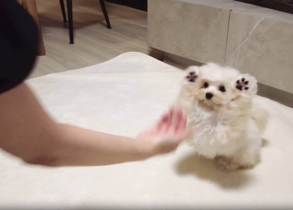 両手をバッとあげて