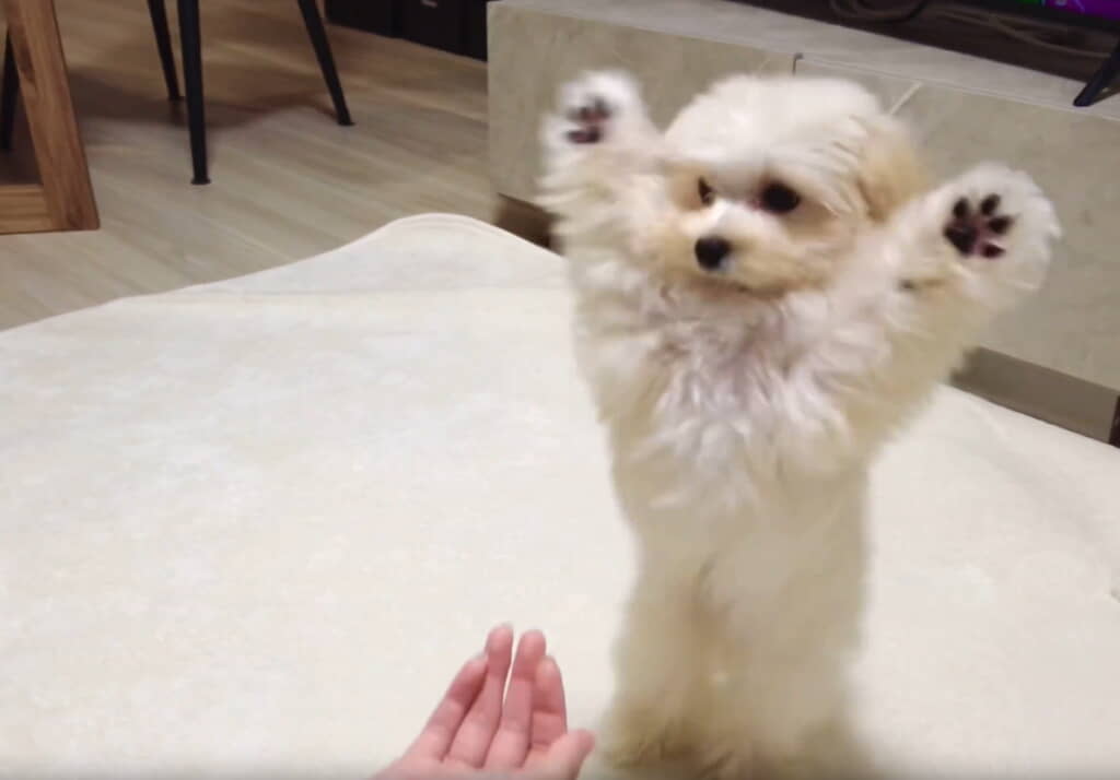 レッサーパンダ!?