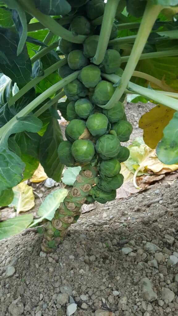 収穫前のレアな芽キャベツの様子