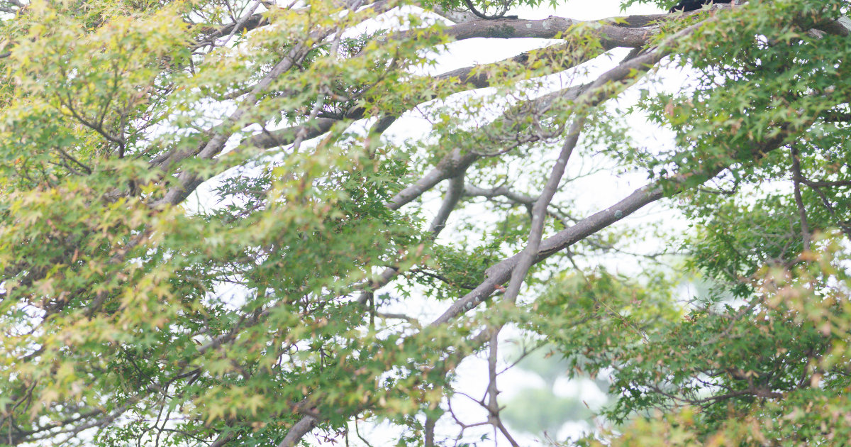 霧がかった朝、空を見上げると……「なぜそんなところに」 枝に乗っていた“まさかの生き物”に「風雅ですね」(1/2) | 写真 ねとらぼ