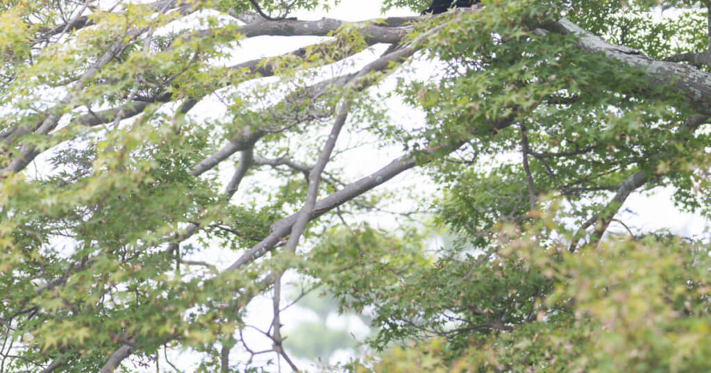 木に留まったカラスだと思ったら……