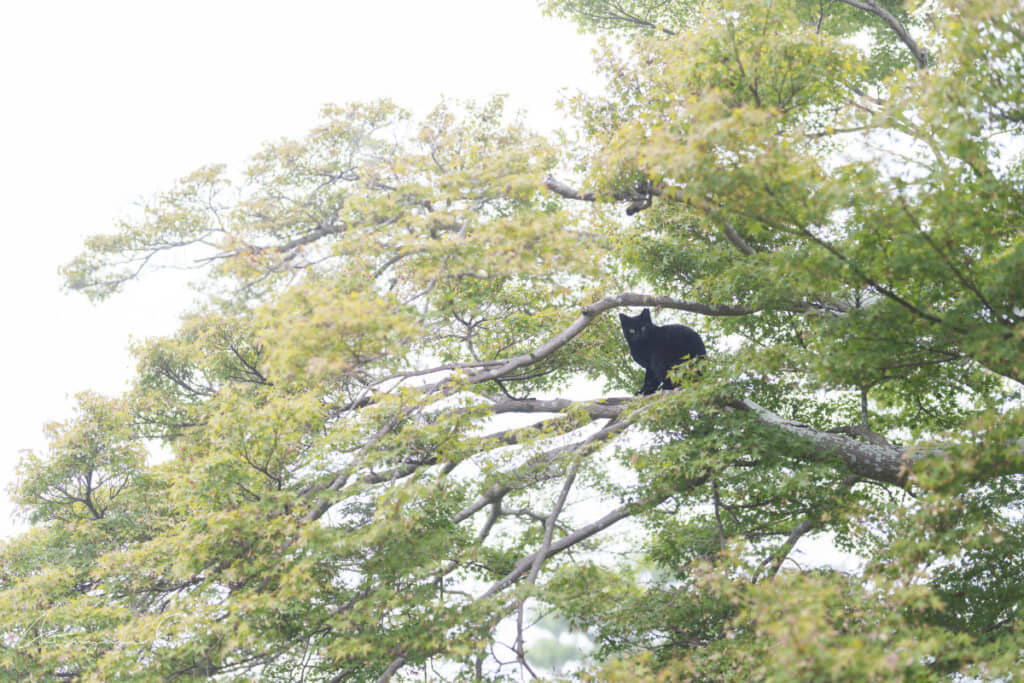 大島さんが撮影した一枚。黄色や緑色の葉っぱの中に、光を吸い込む黒い猫ちゃんの姿が……！