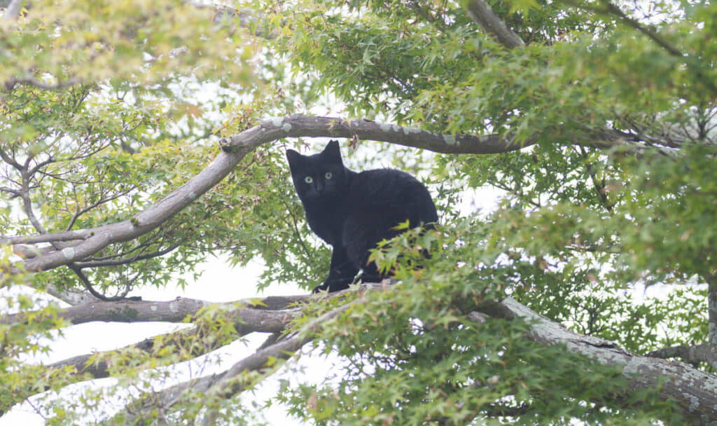 黒猫さんを中心に拡大した様子
