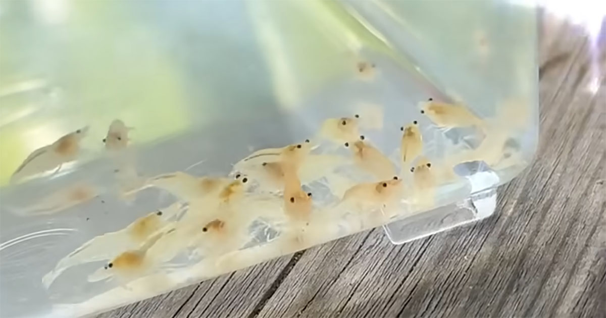 “兄さん”がくれたエビ20匹→大切に育てて2カ月後……　信じられない光景に「まさか!?」「初めて知った！」（1/3） | その他生き物 ねとらぼ