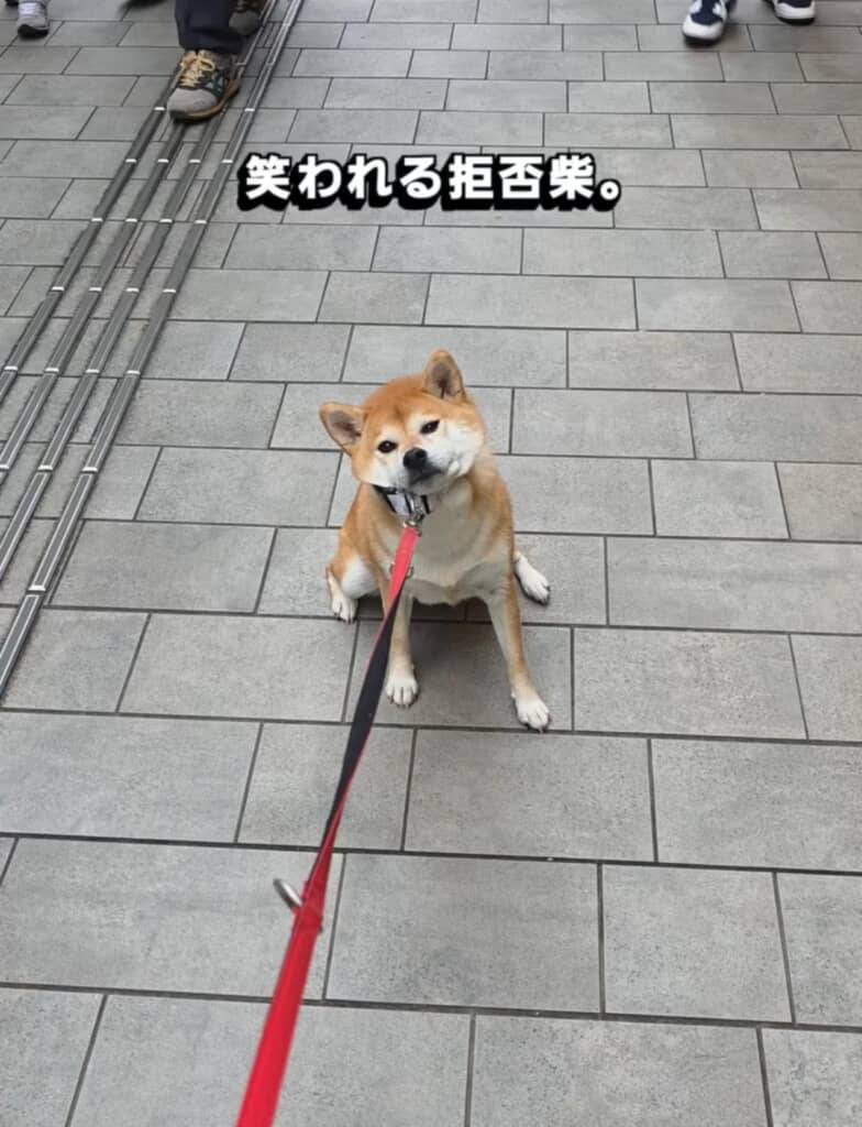 お散歩中、“拒否柴”を発動