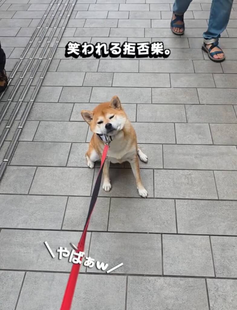 「そっちに行きたくないのです、行きません!!」