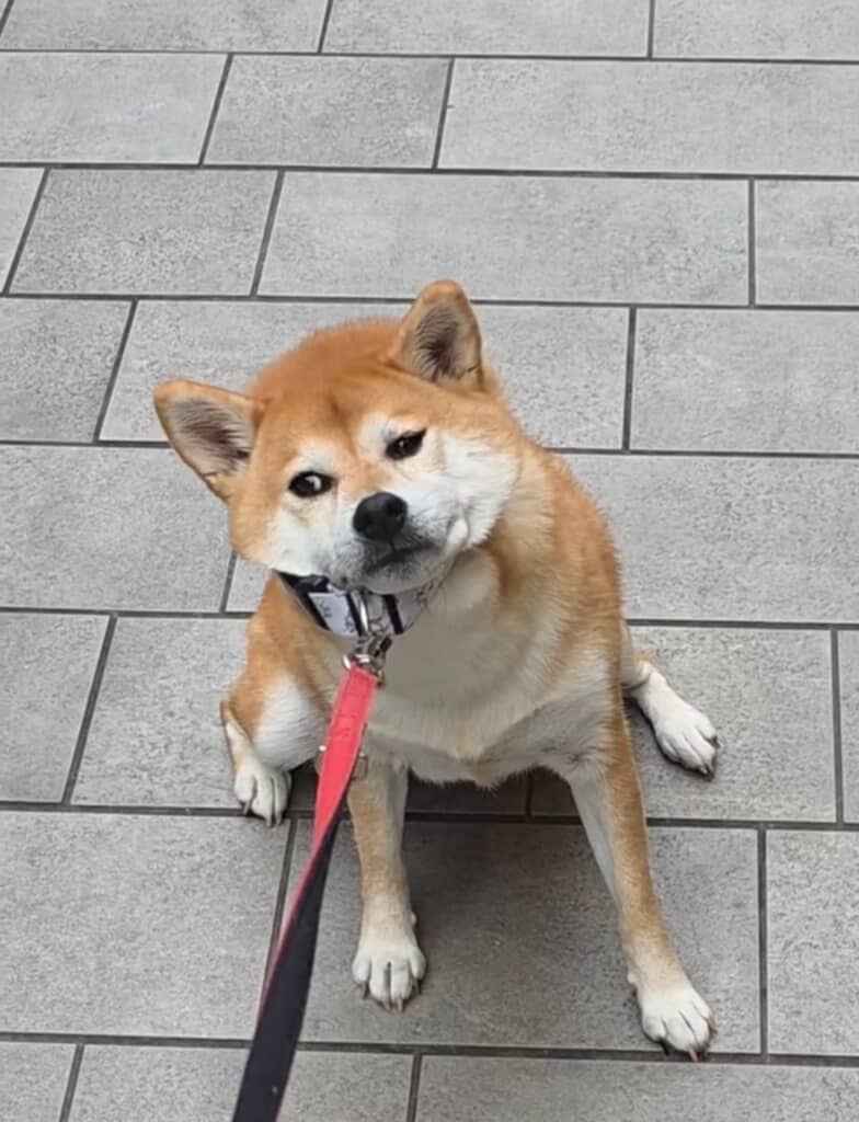もしかして、飼い主さんたちに甘えるための作戦!?