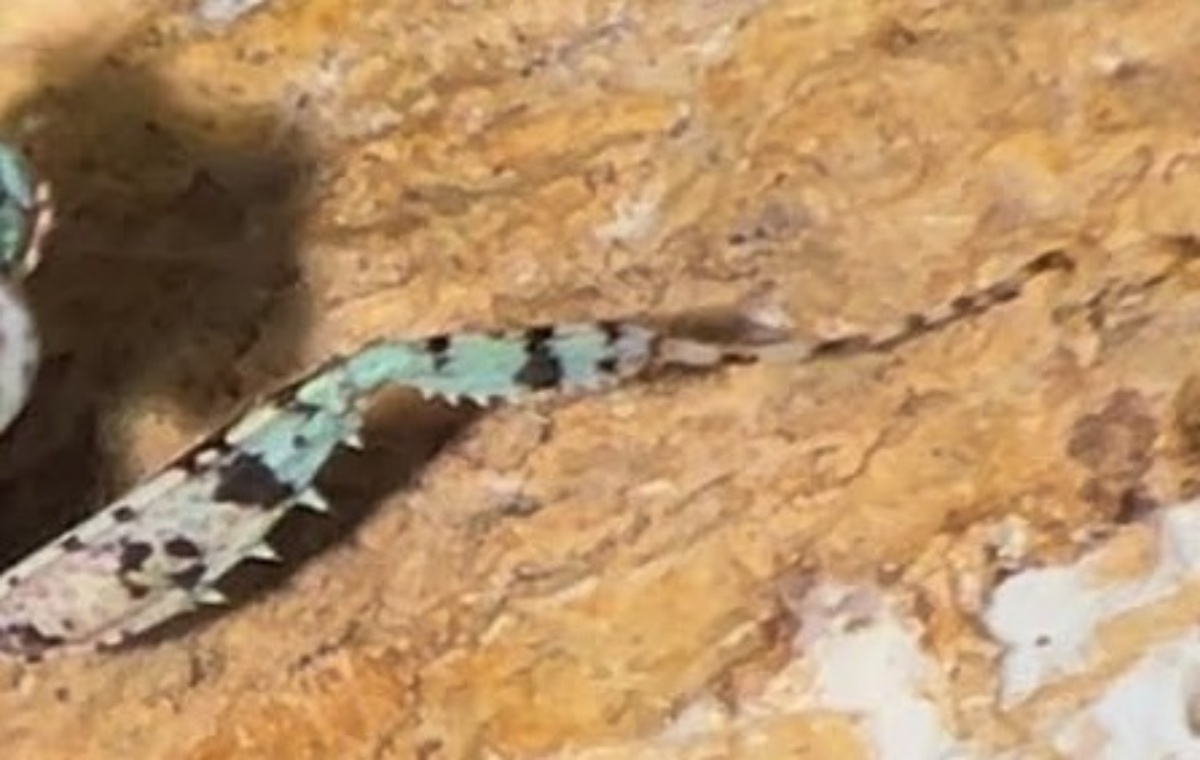 「頭はカマキリ、体はゴキブリ」　ジメジメした場所を好むナゾ生物の“奇妙な姿”に驚きの声（1/3） | その他生き物 ねとらぼ