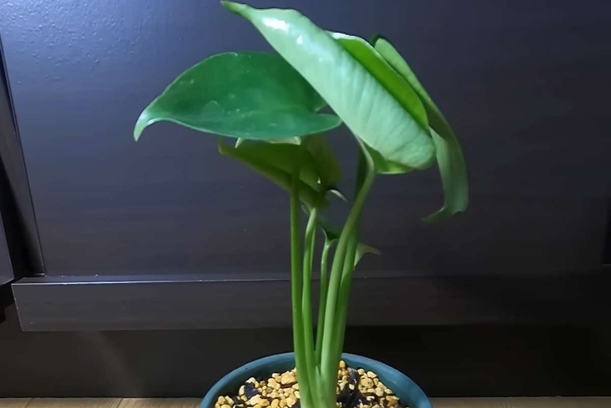 ダイソーで買ったモンステラ→1年後のとんでもない姿に「なんじゃこりゃああああ」「でっっか」 大きく育てるテクニックも披露(1/3) | ライフスタイル ねとらぼ