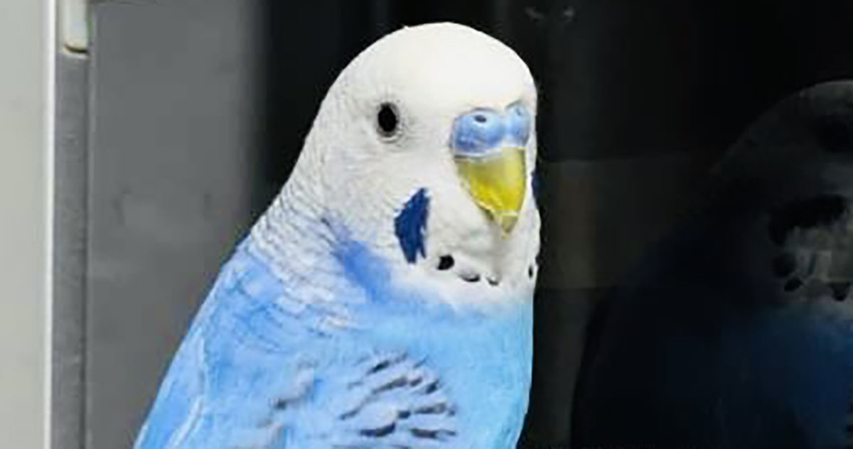 「そこは行ってはならぬ！」インコがのぞき込んでいた“禁断の扉”に騒然　「1番近づいちゃいけない」「無茶しやがって」（1/3） | 小動物 ねとらぼ