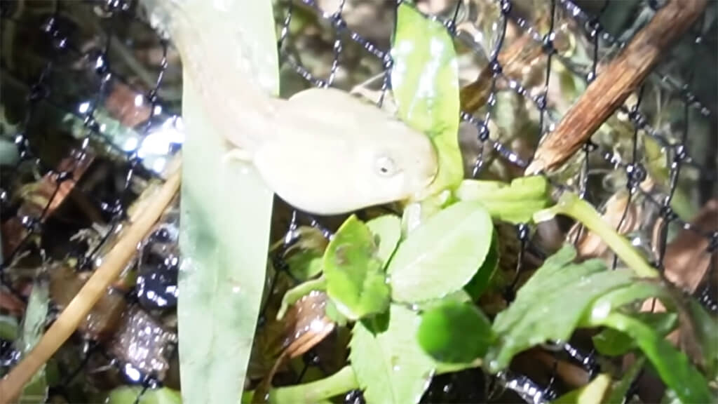 捕獲成功です！