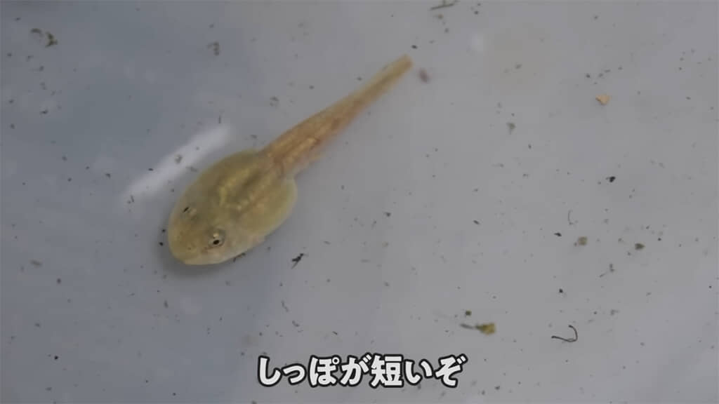 しっぽが短めのオタマジャクシでした
