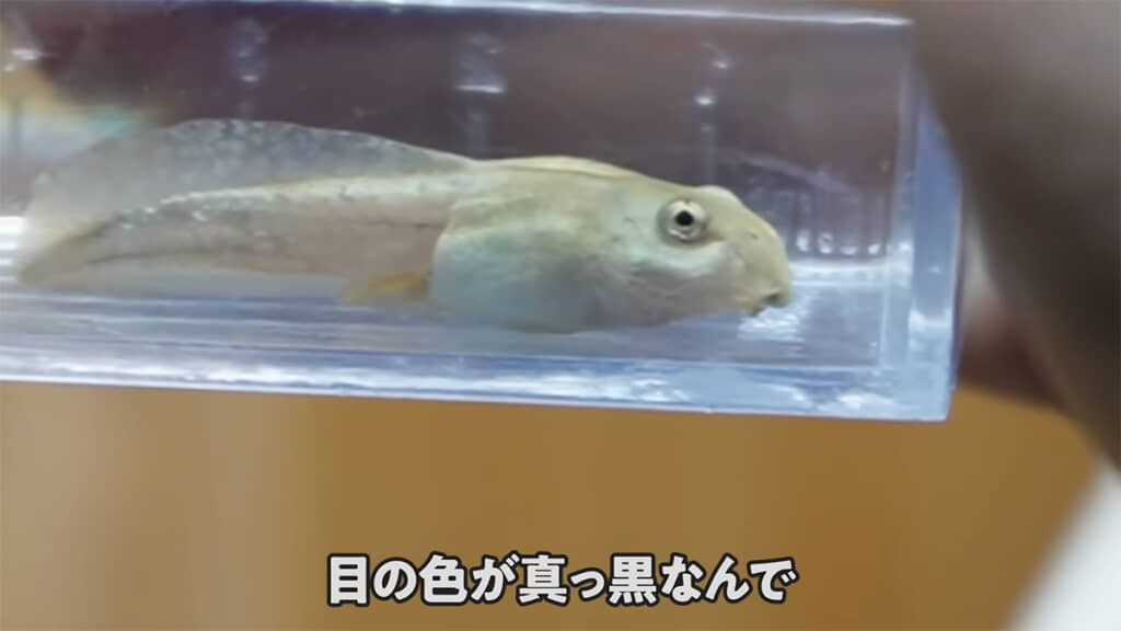 どうやらアルビノではないようです